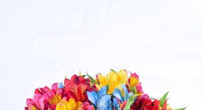 Astromélias coloridas para decorar a casa