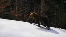 Instrutor de esqui é perseguido por urso selvagem na Romênia; assista
