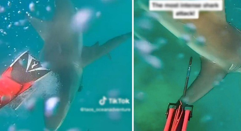 O tubarão não deu trégua aos mergulhadores
