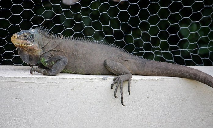 Atenção:  a iguana tem instinto de defesa e pode morder. Também pode transmitir bactéria salmonella. Come frutas e vegetais (adora alfafa).Ambiente com luz ultravioleta ajuda seu metabolismo. 