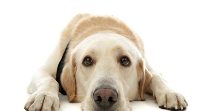 Atitudes que deixam um cachorro triste