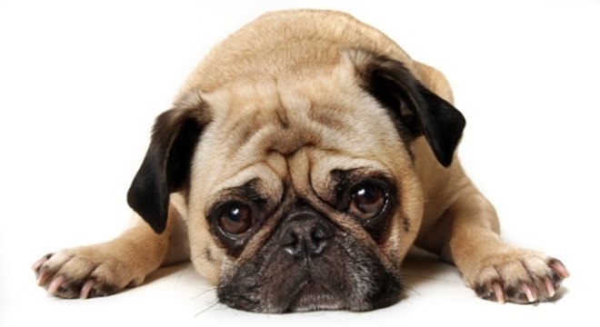 Atitudes que deixam um cachorro triste