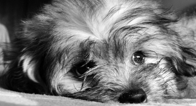 Atitudes que deixam um cachorro triste