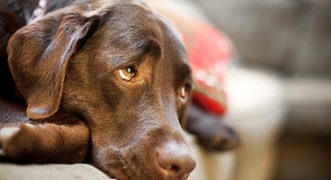 Atitudes que deixam um cachorro triste