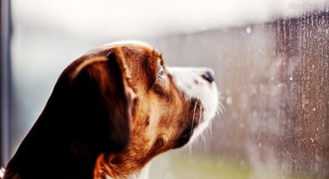 Atitudes que deixam um cachorro triste