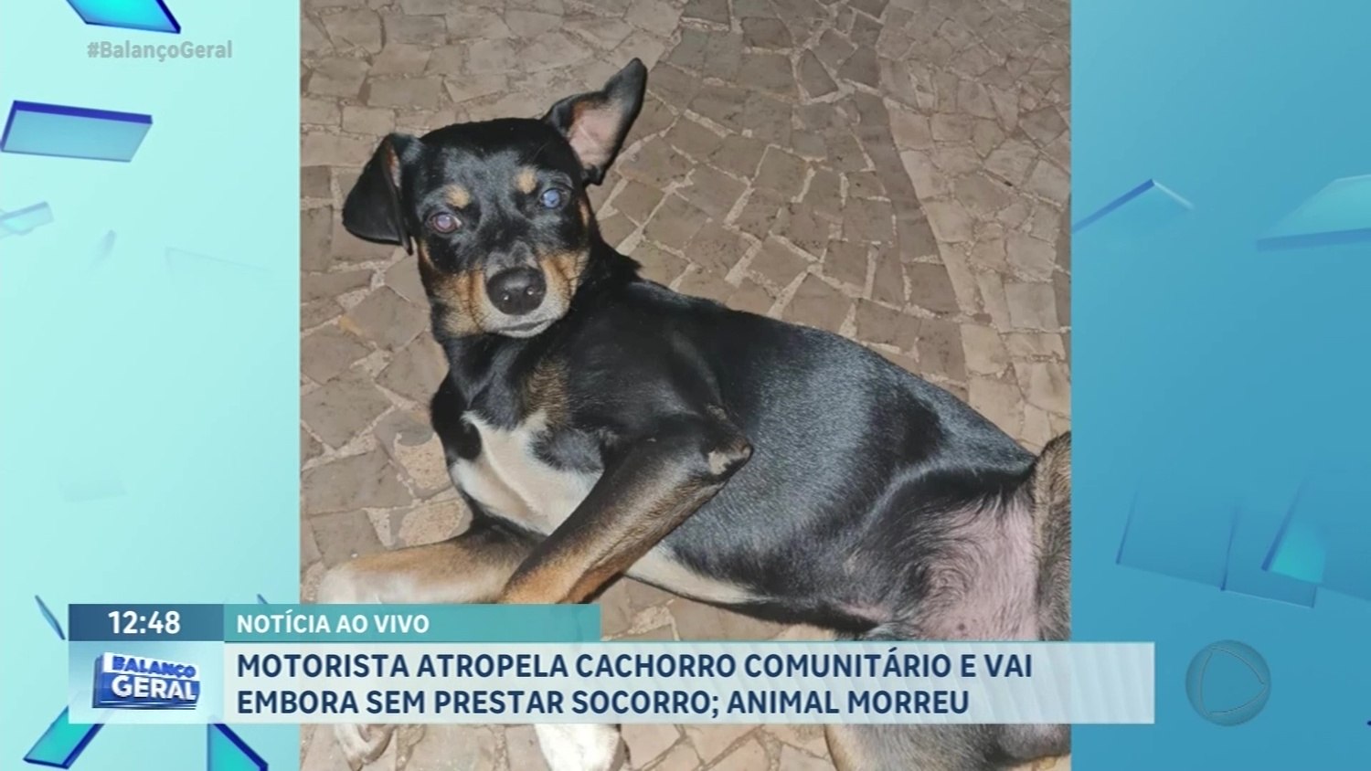 Revolta: motorista atropela cão e foge sem prestar socorro, em