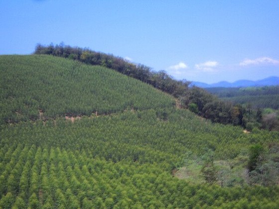 Atualmente, Minas Gerais concentra as maiores plantações de eucalipto, com cerca de 2% de seu território ocupados com a espécie.
