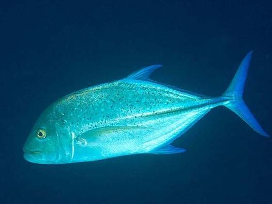 Atualmente, o bluefin é um peixe ameaçado de extinção. A pesca excessiva e a poluição dos oceanos estão levando à diminuição da população desse tipo de atum.