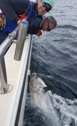 Atum gigante capturado na Irlanda