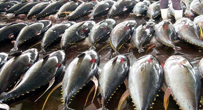 Atum azul – Características do peixe gigante do Oceano Atlântico