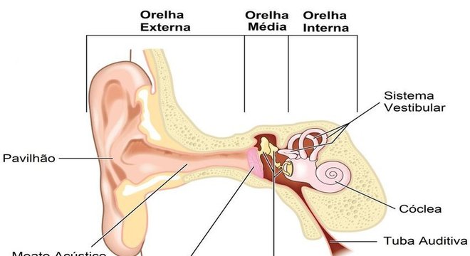 Audição - Definição, fisiologia, anatomia da orelha e estímulos sonoros