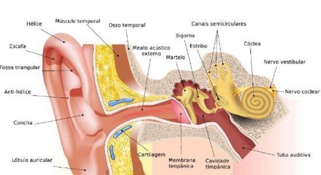 Audição - Definição, fisiologia, anatomia da orelha e estímulos sonoros