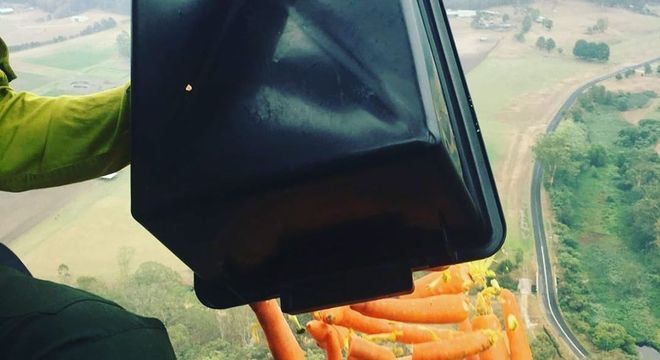 Cenouras lançadas de helicópteros para alimentar animais silvestres na Austrália