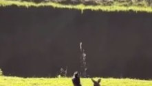 Turista tenta se aproximar de um canguru selvagem e é atacada
