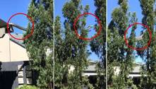 Família australiana flagra cobra gigante rastejando pelo telhado para subir em árvore