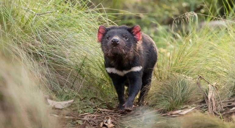 Os marsupiais desapareceram da Austrália continental há séculos
