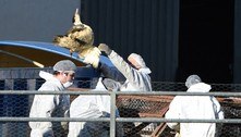 Europa vive gripe aviária 'mais devastadora' da história 