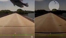 Ave estabanada bombardeia para-brisa de caminhão com peixe vivo 