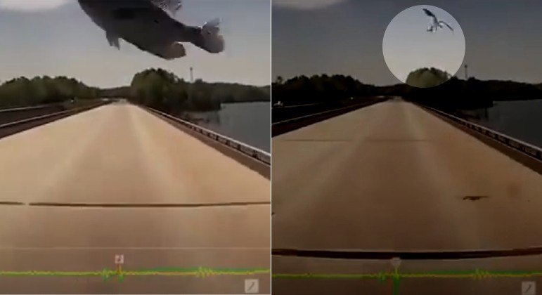 Ave descuidada deixou um peixe vivo cair sobre o para-brisa de uma caminhão, nos EUA