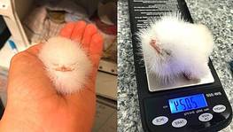 Homem encontra 'bola de algodão' e descobre ser um animal (Facebook/Bonorong Wildlife Sanctuary/Amo Meu Pet)