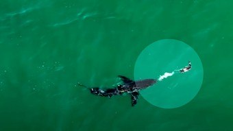 Un pájaro lanza un chorro de heces a un gran tiburón blanco para deshacerse del depredador – Noticias