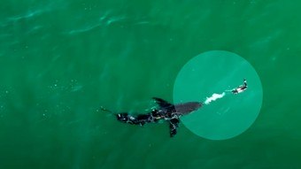 Bird shoots a stream of feces at the great white shark to chase away the predator – News