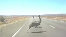 Na correria! Ave gigante quase é atropelada ao cruzar estrada