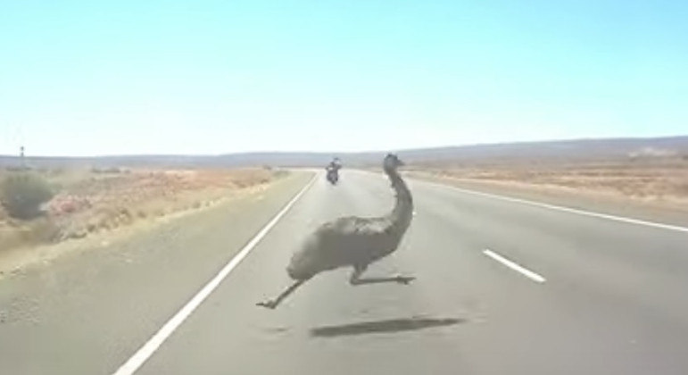 Emu australiano quase foi atropelado por motociclista após cruzar estrada