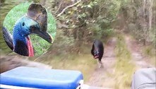 Ave mais perigosa do mundo persegue guardas florestais: 'Cena do Jurassic Park' 
