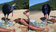 Grupo de amigos fica cara a cara com ave mais perigosa do mundo sem se dar conta: 'Muito bonita' 