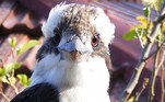 Segundo o tabloide Daily Mail, o valentão em questão é um kookaburra, predador conhecido por matar as presas deixando-as despencar de grandes alturas...