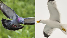 Aves do terror: cidade é 'bombardeada' por fezes de pombas e gaivotas 