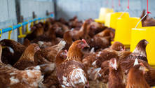 Gripe aviária H5N1 acende alerta global após morte de criança no Camboja e caso na China