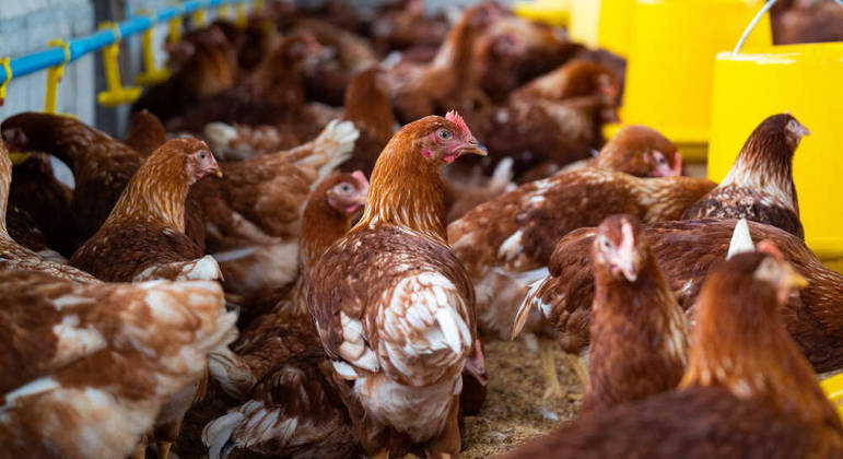 Gripe aviária já fez criadores abaterem milhões de aves em todo o mundo