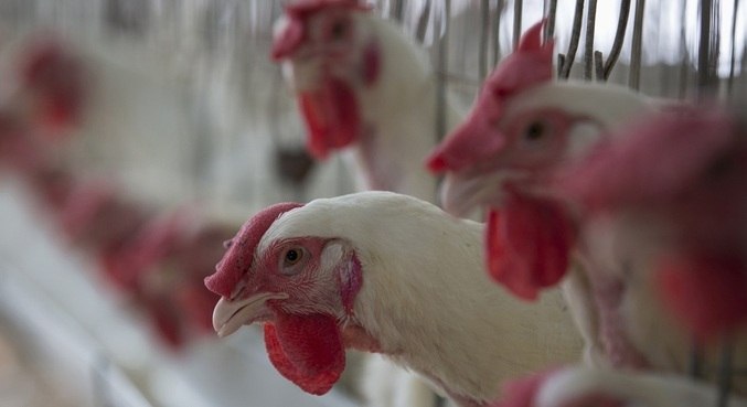 Morte por gripe aviária ocorreu na China