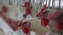 OMS afirma que gripe aviária está se adaptando aos mamíferos