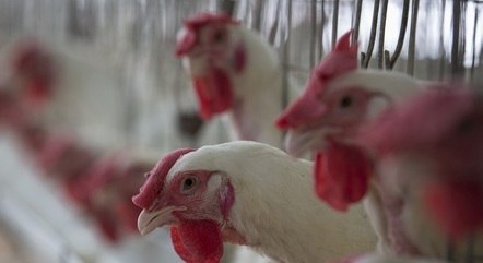 Brasil abateu 1,6 bi de cabeças de frangos no 1º tri