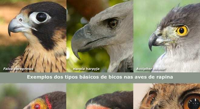 Aves de rapina - grupos, características e habilidades de caça