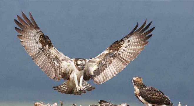 Aves de rapina - grupos, características e habilidades de caça