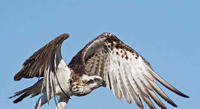 Aves de rapina - grupos, características e habilidades de caça