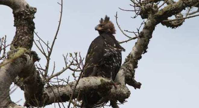 Aves de rapina - grupos, características e habilidades de caça