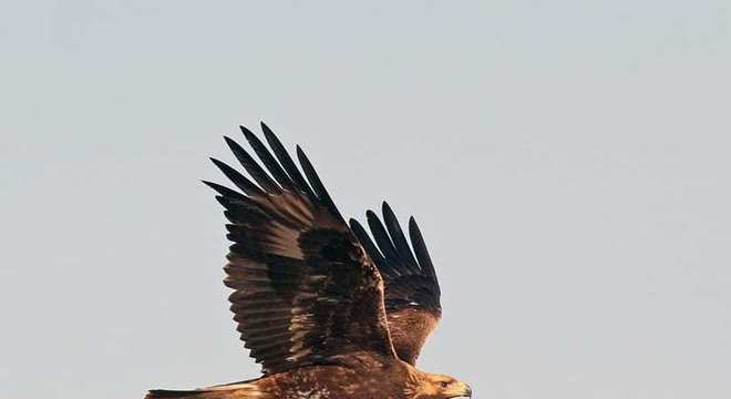 Aves de rapina - grupos, características e habilidades de caça