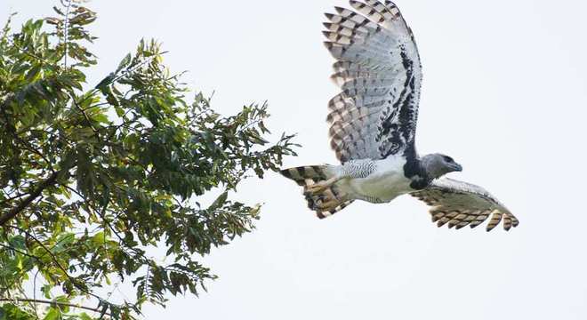 Aves de rapina - grupos, características e habilidades de caça