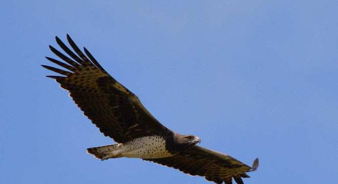 Aves de rapina - grupos, características e habilidades de caça