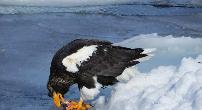 Aves de rapina - grupos, características e habilidades de caça