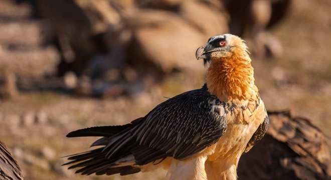 Aves de rapina - grupos, características e habilidades de caça