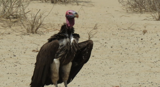 Aves de rapina - grupos, características e habilidades de caça