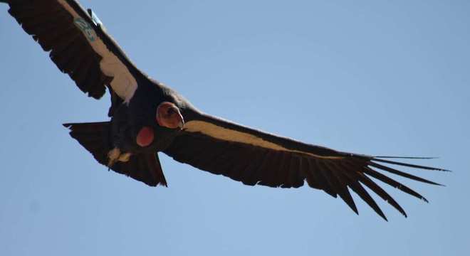 Aves de rapina - grupos, características e habilidades de caça