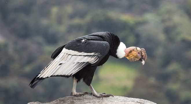 Aves de rapina - grupos, características e habilidades de caça