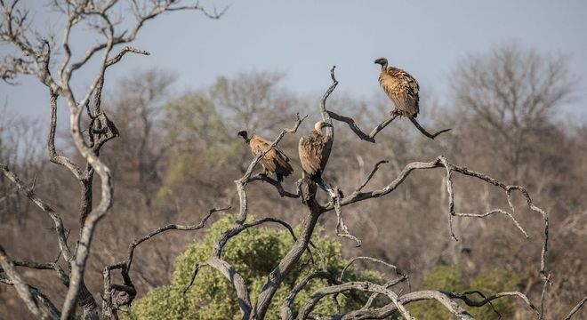 Aves de rapina - o que são, principais características e espécies do grupo